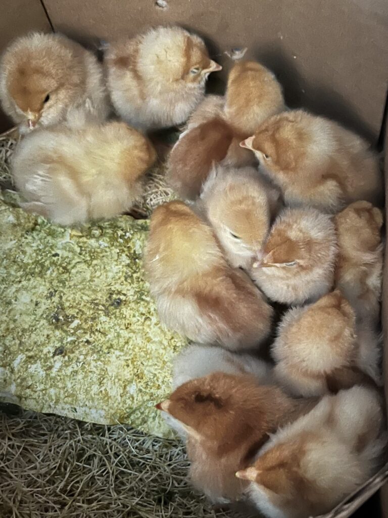 Free range chickens