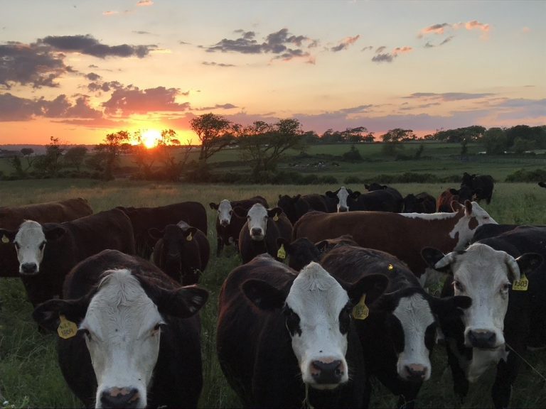 Cow at sunset