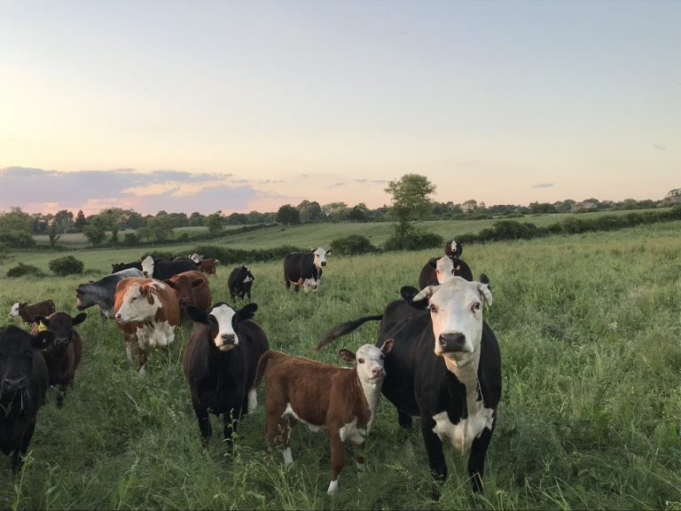 Cows in pasture