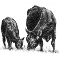 White Rock Farm